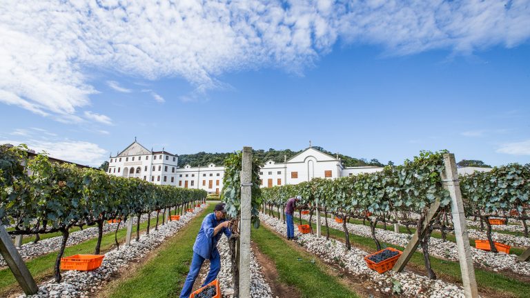 Enoturismo: Salton abre as portas em Bento Gonçalves - Repórter Gourmet